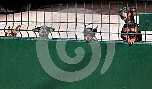 A crowd of ferocious dogs guard the yard