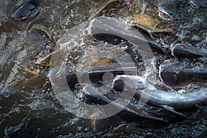 Crowd of freshwater fish scramble food in river