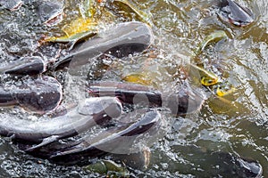 Crowd of freshwater fish scramble food in river