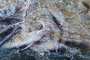 Crowd of freshwater fish scramble food in river