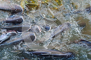 Crowd of freshwater fish scramble food in river
