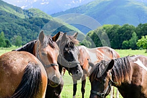 Crowd of horses