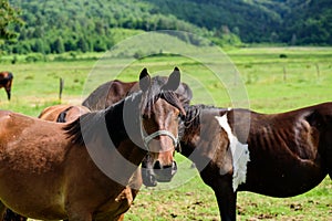 Crowd of horses