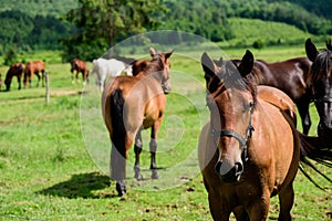 Crowd of horses