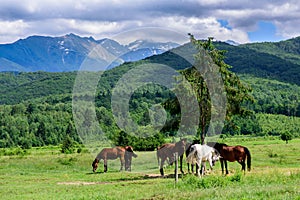 Crowd of horses