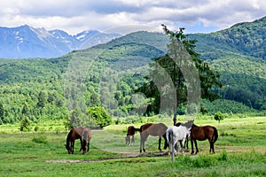 Crowd of horses