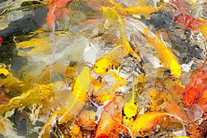 Crowd of Koi fish in pond,colorful natural background,Koi is symbolize good luck and fortune