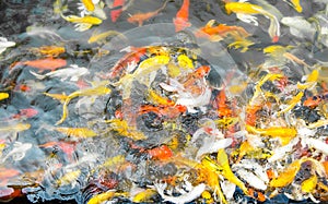 Crowd of Koi fish in pond,colorful natural background,Koi is symbolize good luck and fortune