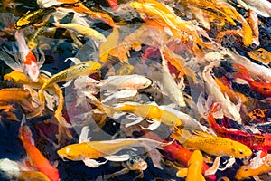 Crowd of Koi fish in pond,colorful natural background,Koi is symbolize good luck and fortune