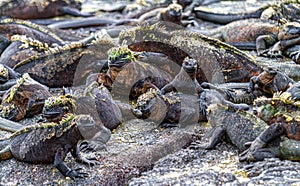 Crowd of Marine Iguanas in Galapagos