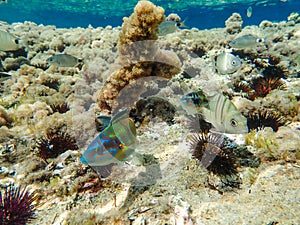 A crowd of Mediterranean fish eating on a rock. Underwater photography in the Algeria backdrop. Fish eat a sea urchin, Mediterrane