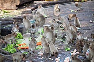 Crowd of monkeys scamble food