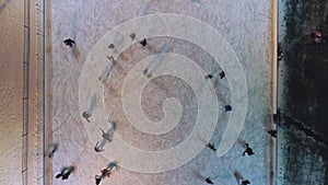 A crowd of people are skating on illuminated ice rink in the evening. Aerial. Vertical Video