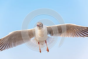 Crowd of Seagull Bird is Flying on The Sky at Evening. Animal and Wildlife