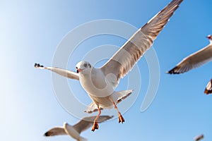 Crowd of Seagull Bird is Flying on The Sky at Evening. Animal and Wildlife