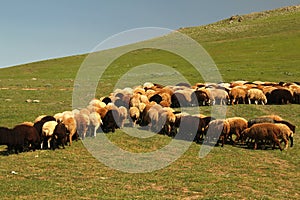 crowd of Sheeps