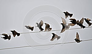 A crowd of starlings perch on the electric wire