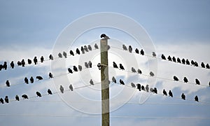 A crowd of Starlings perched on electric wires