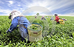 Crowd of tea picker picking tea leaf