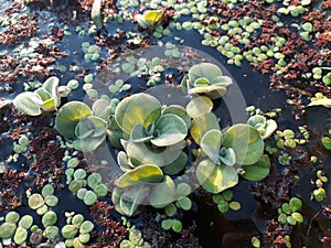 Crowd water hyacinth in a pond
