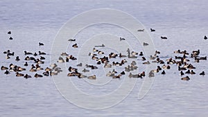 Crowd of Waterfowl