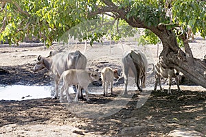 Crowd of white buffalo sumbawa take shelter under a trees photo