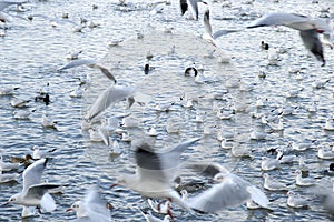 Crowd of wild bird