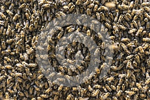 Crowded bee colony populations