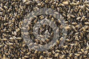 Crowded bee colony populations photo