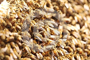 Crowded bees