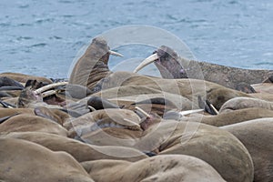 The crowded bunch, Walrusses in Svalbard