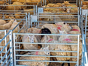 Crowded Cages of sheep at the Country\'s Livestock Market