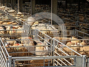 Crowded Cages of sheep at the Country\'s Livestock Market