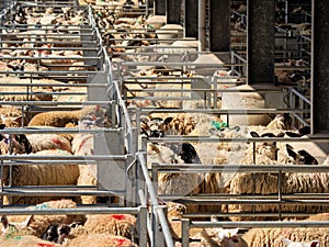 Crowded Cages of sheep at the Country\'s Livestock Market