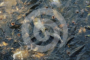 Crowded carp fish in pond lake