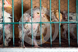 Crowded Chicken battery