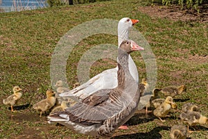 Crowded family for this couple of ducks.