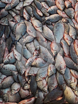 Crowded fish on fish market