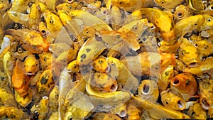 Crowded golden Koi carps looking for food in pond