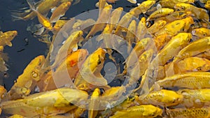 Crowded golden Koi carps looking for food in pond