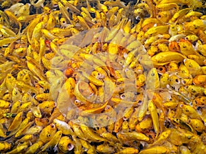 Crowded golden Koi carps looking for food in pond