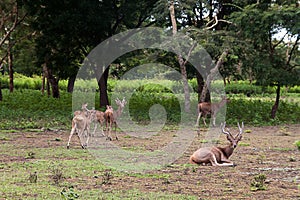 A crowded herd of deer