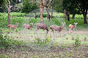 A crowded herd of deer