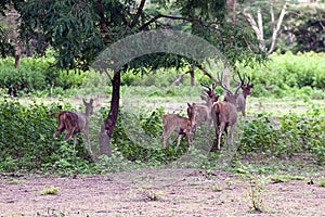 A crowded herd of deer