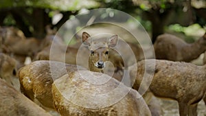 Crowded herd of swamp deers