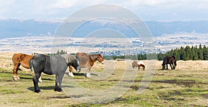 Crowded Horse farm