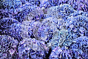 Crowded hydrangea blossoms of lavender and periwinkle
