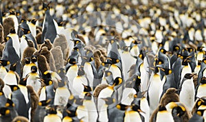 Preplnený kráľ tučniak kolónie 