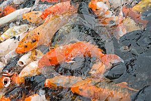 Crowded Koi carps