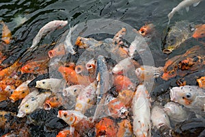 Crowded Koi carps